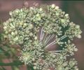 120px-Cnidium_silaifolium2_eF