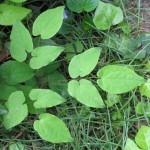 636px-Epimedium_grandiflorum_leaf