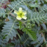 800px-Starr_030612-0063_Tribulus_terrestris