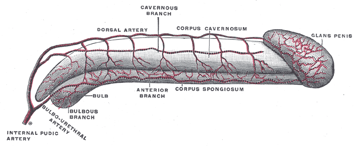 penis anatomy